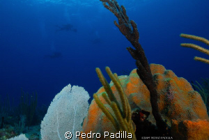 Pristine Star Coral showing its beauty. Dive Site name Fa... by Pedro Padilla 